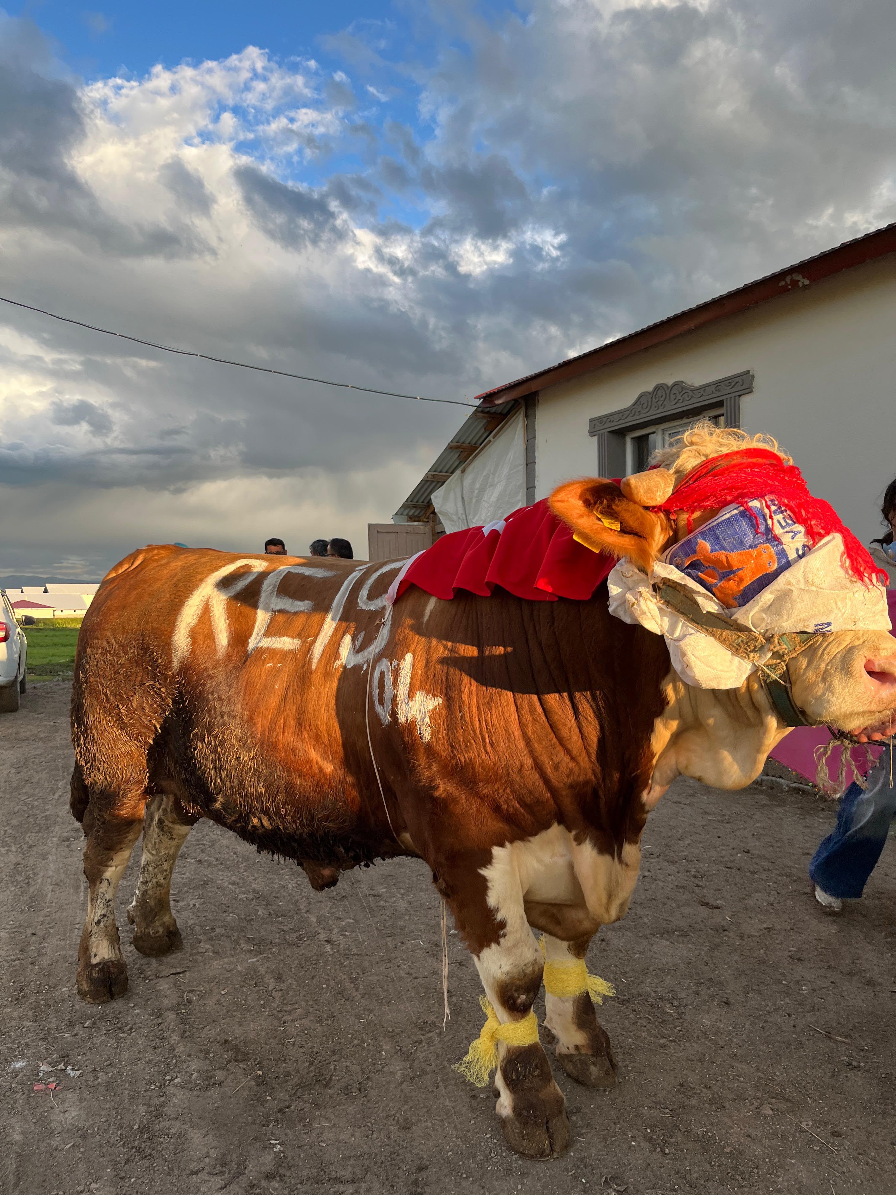Hayvancılık